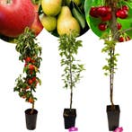 Set van 3 zuilfruitbomen, Verzenden, Volle zon