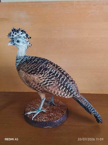 noordelijke pauw (vrouwelijk) Taxidermie volledige montage -, Nieuw