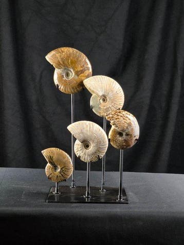 Ammoniet - Gefossiliseerd dier - 5 Ammonite Fossils on