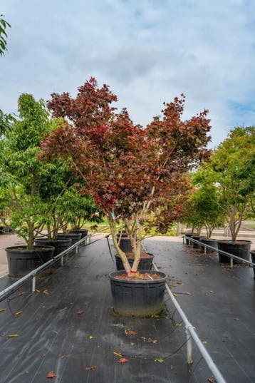 Acer palmatum Bloodgood meerstammig 300-350