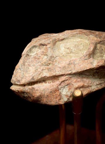 Dinosaurus - Fossiele schedel - Psittacosaurus sp. - 7 cm -, Verzamelen, Mineralen en Fossielen