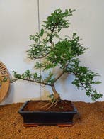 Chinese peper bonsai (Zanthoxylum) - Hoogte (boom): 52 cm -, Antiek en Kunst