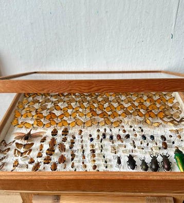 Museumwaardige entomologische collectie Kameroen 1974-1975 -, Nieuw