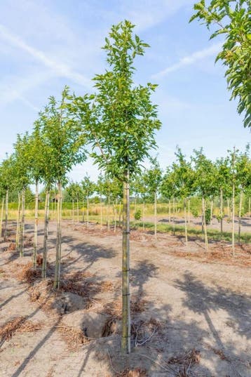 Prunus serrulata Sunset Boulevard hoogstam 16/18