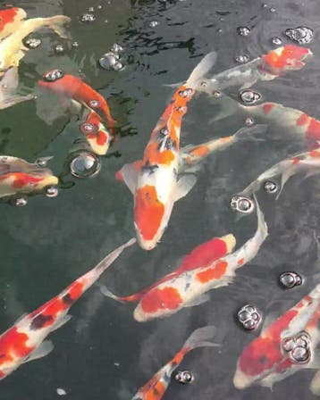 Actiebak week 32 | Japanse Nisai koi vanaf €70 p.s., Karper of Koi