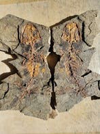 Een paar - Gefossiliseerd dier - Salamander - 17 cm