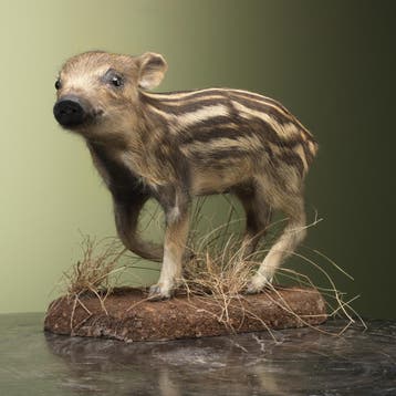 Wild Zwijn Jong Frisling Taxidermie Opgezette Dieren By Max, Verzamelen, Dierenverzamelingen, Ophalen of Verzenden, Nieuw, Wild dier