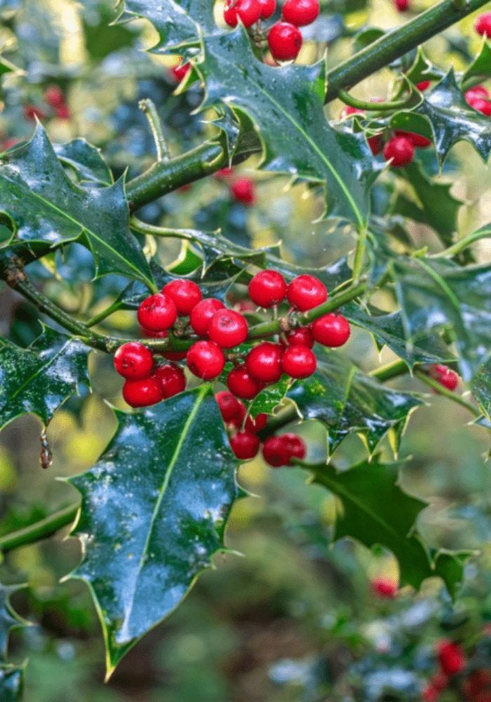 Hulsthaag - Ilex aquifolium Alaska - 60 t/m 200cm, Tuin en Terras, Planten | Struiken en Hagen, Ophalen of Verzenden