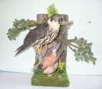 Baumfalke Taxidermie volledige montage - Falco subbuteo, Nieuw