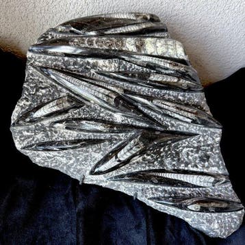 Orthocera fossiel, groot stuk op displaystand, 5 kg -