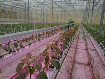 10 meter 114W LED power groeistrip assimilatie en stuurl..., Nieuw