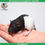 Jonge handtamme dwergratten te koop!, Dieren en Toebehoren, Meerdere dieren, Rat, Tam
