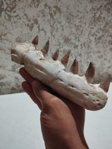 Mosasaurus - Gefossiliseerde kaak