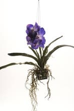 Emerald - Vanda hangplant - 60 cm - Paars, Verzenden, Nieuw