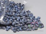 Umachi schelpen blauwe wassing blue washed blauw-grij, Ophalen of Verzenden, Nieuw