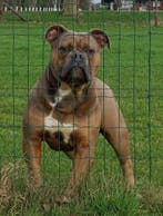 FarmDogs | Meerdere types gezonde Old English Buldoggen!, Parvo, Nederland, Bulldog, Meerdere