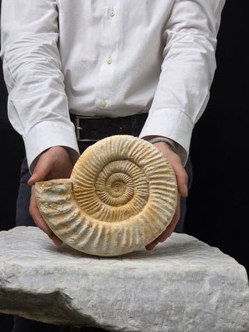 Ammoniet - Gefossiliseerd dier - Perisphincets - 20.5 cm, Verzamelen, Mineralen en Fossielen
