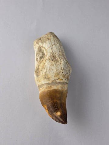 Mosasaurus - Fossiele tand - 10 cm (Zonder minimumprijs)
