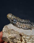 Trilobiet - Gefossiliseerd dier - Crotalocephalus gibbus