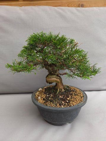 Jeneverbes bonsai (Juniperus) - Hoogte (boom): 21 cm -, Antiek en Kunst