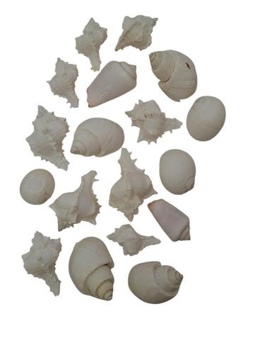 Schelpenmix 4 soorten Wit ca. 200 gram, Ophalen of Verzenden, Nieuw