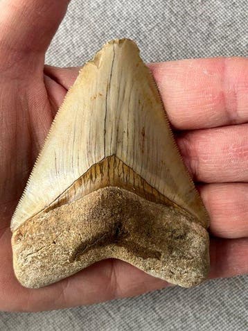 Megalodon-tand 9,1 cm - Fossiele tand - Carcharocles