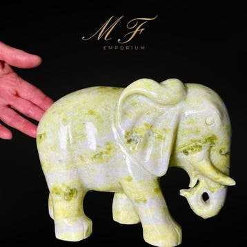 Prachtige Elephant Jade lemon, kwaliteit extra - XXL dieren