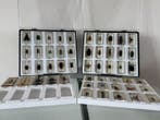 Collectie met dierenthema - 50 echte insecten in Resign