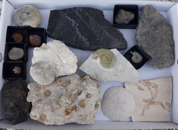 een doos met 15 verschillende artikelen - Fossiele, Verzamelen, Mineralen en Fossielen