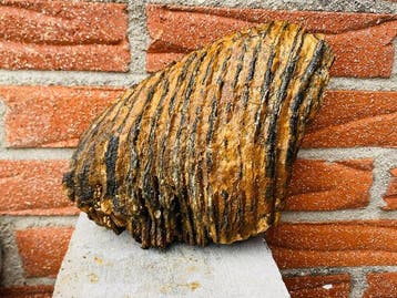 Wolharige mammoet - Fossiele kies - 20 cm - 16 cm (Zonder, Verzamelen