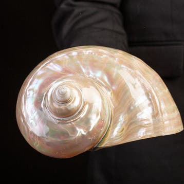 Topkwaliteit - Parelachtig Turbanschelp - Prachtige schelp