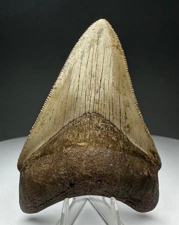 Megalodon - Fossiele tand - 8 cm - 5.5 cm, Verzamelen, Mineralen en Fossielen
