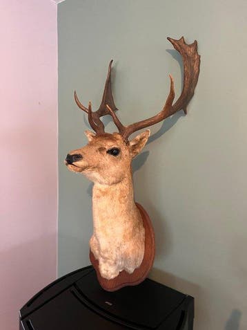 Hert Taxidermie hoofdmontage - Dama dama - 110 cm - 35 cm -