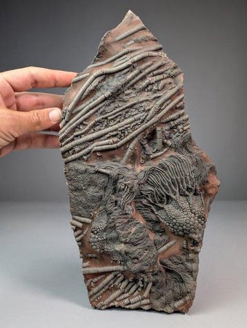 Crinoïde fossielassemblage op oorspronkelijke matrix -