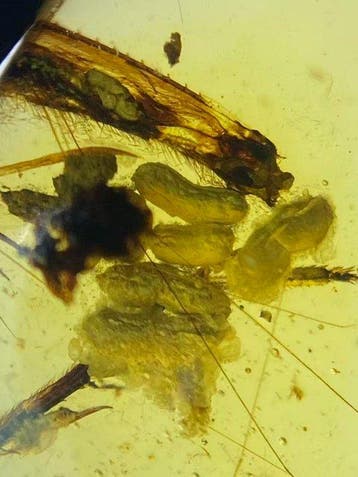 Amber - Barnsteen - Orthopteran eggs in amber - 12.9 mm -