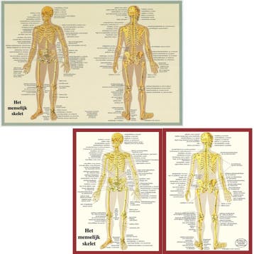 Anatomie poster skelet (Nederlands, gelamineerd, A2 + A4..., Nieuw