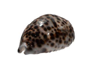 Cypraea tigris 105 mm | Reusachtig exemplaar (Madagaskar) -