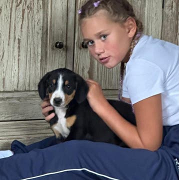 entlebucher sennenhond pups super mooi  en supergezond, Dieren en Toebehoren, Nederland, Parvo, Meerdere, Meerdere dieren