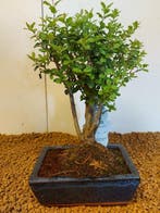 Liguster bonsai (Ligustrum) - Hoogte (boom): 23 cm - Diepte