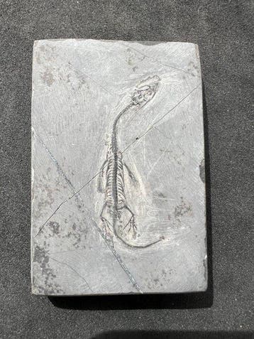 Zeereptiel - Gefossiliseerd dier - Fossile de Keichousaurus, Verzamelen