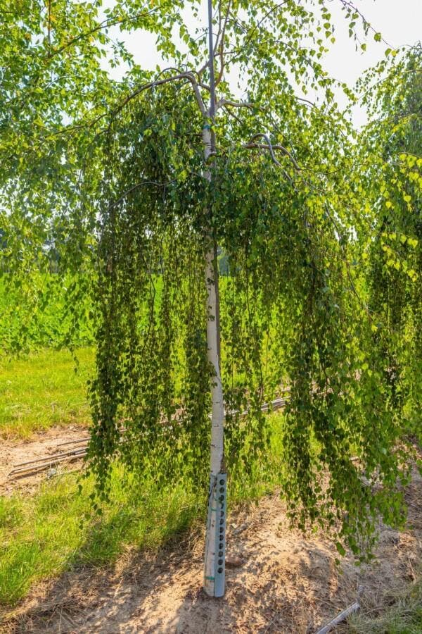 Betula pendula Youngii hoogstam 20/25, Tuin en Terras, Planten | Tuinplanten