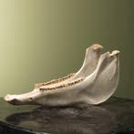Paard Onderkaak Taxidermie Opgezette Dieren By Max, Ophalen of Verzenden, Nieuw, Wild dier, Opgezet dier
