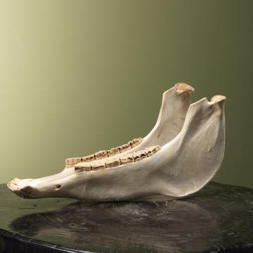 Paard Onderkaak Taxidermie Opgezette Dieren By Max, Ophalen of Verzenden, Nieuw, Wild dier, Opgezet dier