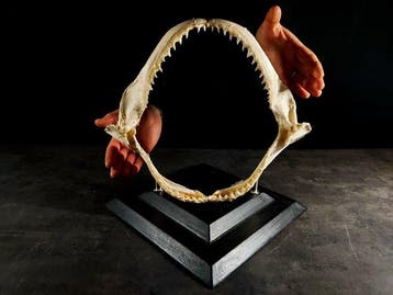 kaak van een bronskleurige haai Taxidermie volledige montage, Nieuw