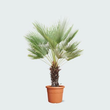 Green Bubble - Chamaerops Humilis op stam - 170cm - Ø45 cm, Ophalen of Verzenden