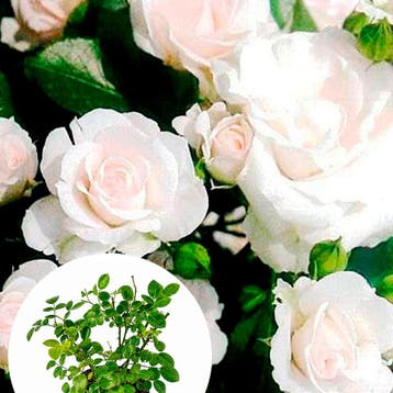 Rosa Aspirin Rose container (P15) Roos, Sierplanten, Verzenden, Overige soorten, Struik