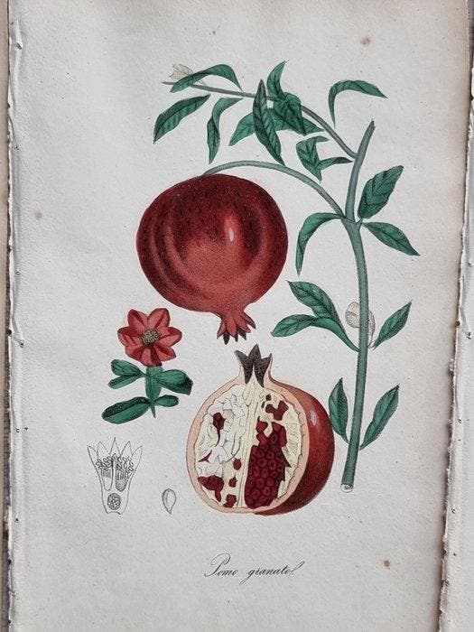 Felice Cassone (1815/ 1854) - Lot. of 17 sheets - Flora, Antiek en Kunst, Antiek | Boeken en Bijbels