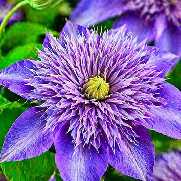 Clematis Multi Blue container (P15) Sierplanten, Verzenden, Overige soorten, Struik