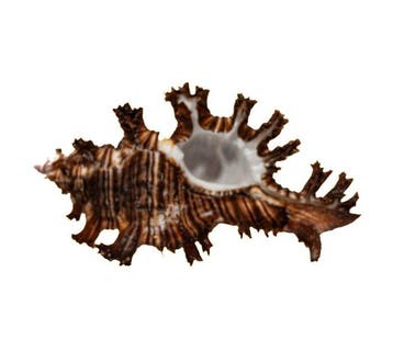 Exotische reuzenstekelslak – Chicoreus ramosus (120 mm) –