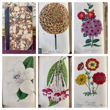 Joseph Harrison - The Floricultural Cabinet Vol. 17 [13 hand
